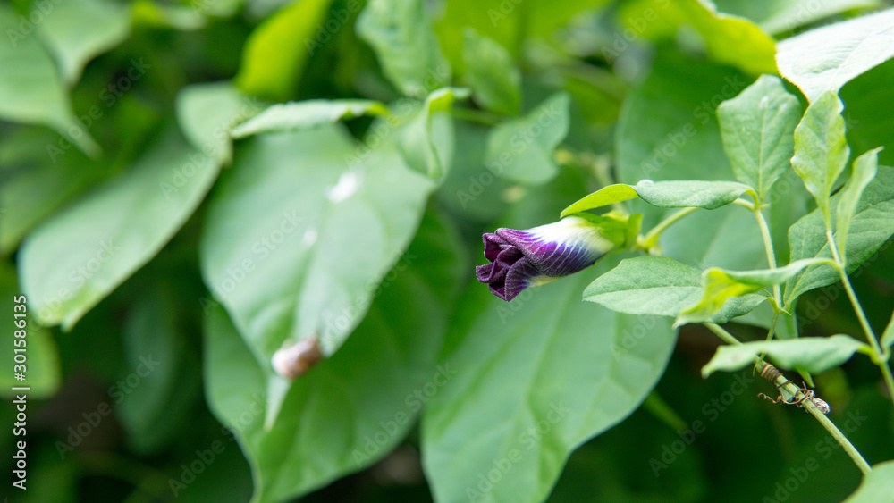 Butterfly pea flower, Blue pea, Clitoria ternatea Butterfly pea flower, Blue pea, Clitoria ternatea