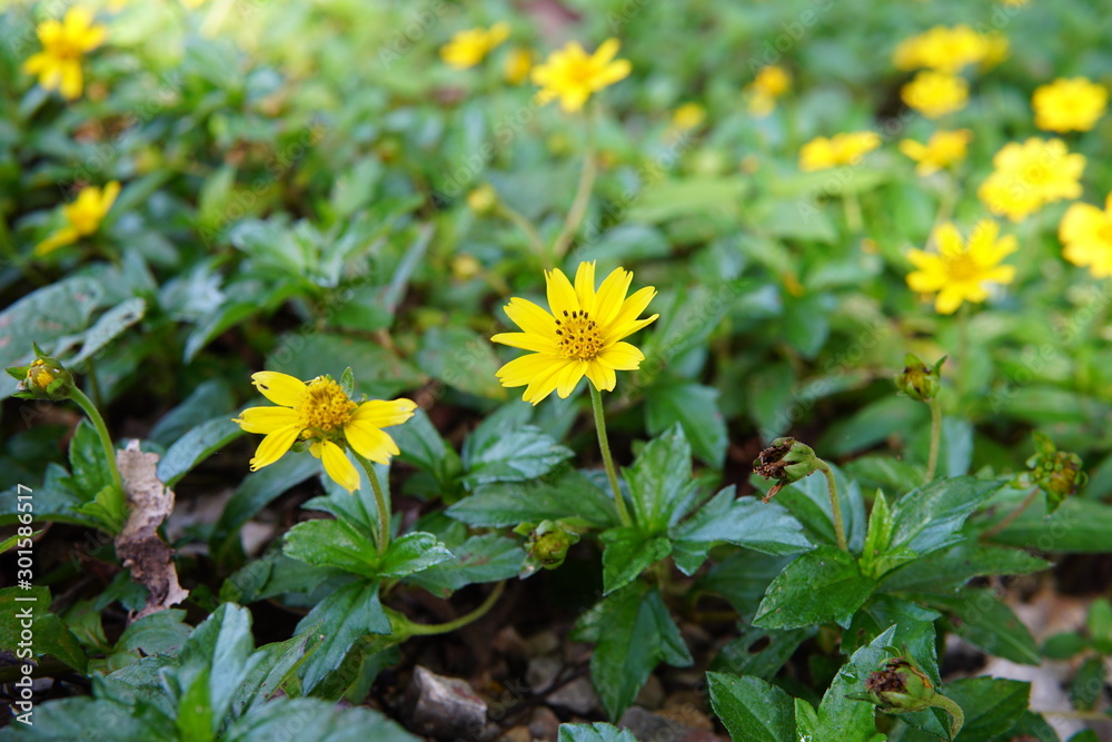 Sphagneticola trilobata, Wedelia trilobata yellow flower Green leaf background in tropical forest Sphagneticola trilobata, Wedelia trilobata yellow flower Green leaf background in tropical forest