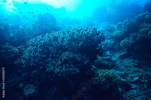 underwater scene / coral reef, world ocean wildlife landscape © kichigin19