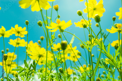 Fototapeta Naklejka Na Ścianę i Meble -  Yellow cosmos flower adjust green tone color