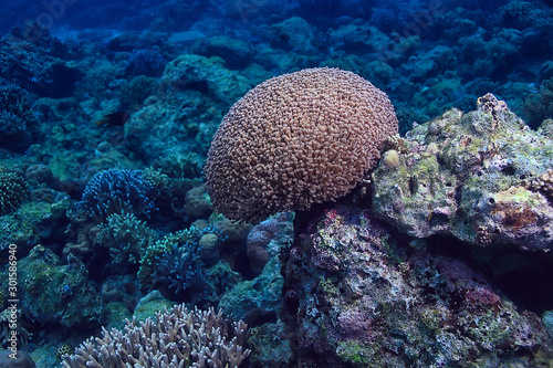 underwater sponge marine life / coral reef underwater scene abstract ocean landscape with sponge