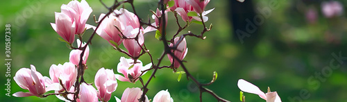 Fotografie, Obraz magnolia blossom spring garden / beautiful flowers, spring background pink flowe