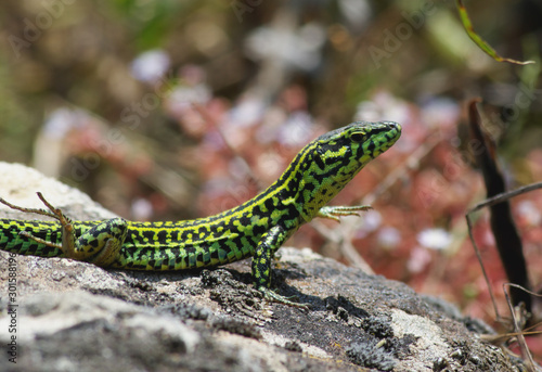 Lizard on the rock - Podarcis muralis