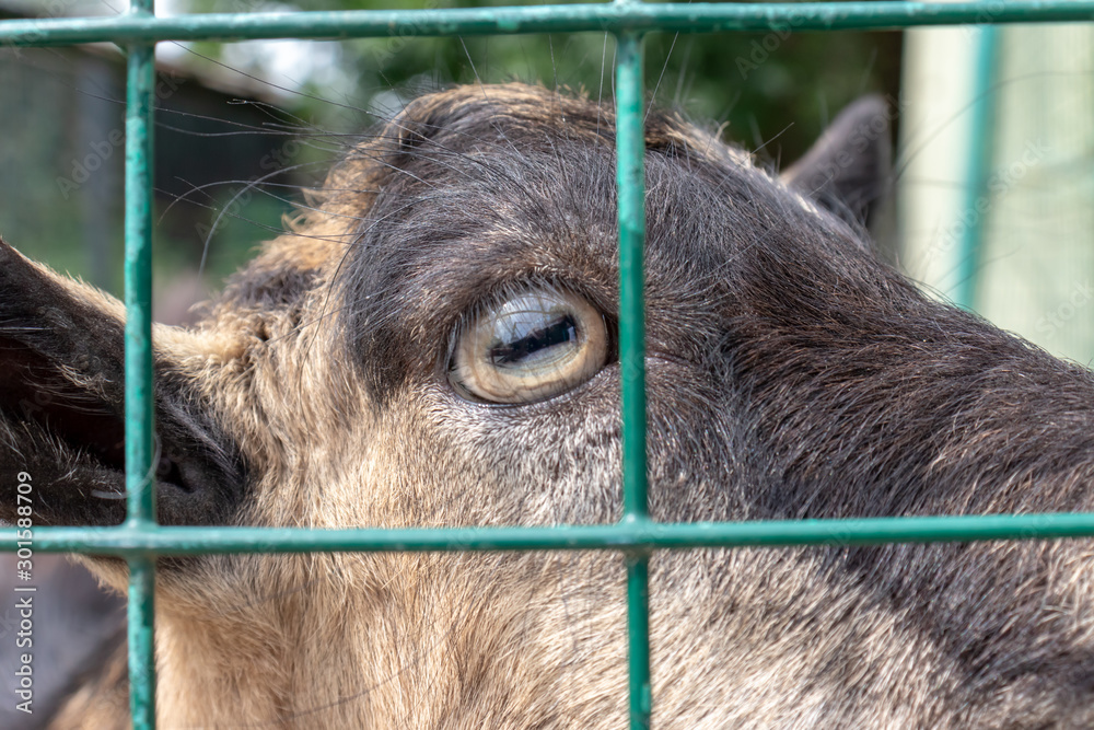 A head of a goat with an eye close up behind a metal fence cage in the farm