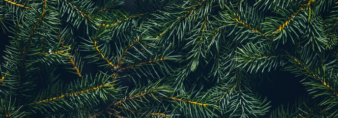Christmas tree branches. The concept of the new year, christmas, nature. Banner. Flat lay, top view