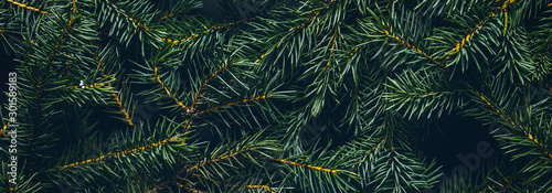 Christmas tree branches. The concept of the new year, christmas, nature. Bann...
