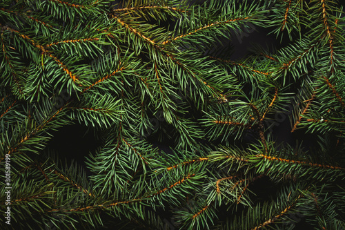 Stampa su tela Christmas tree branches