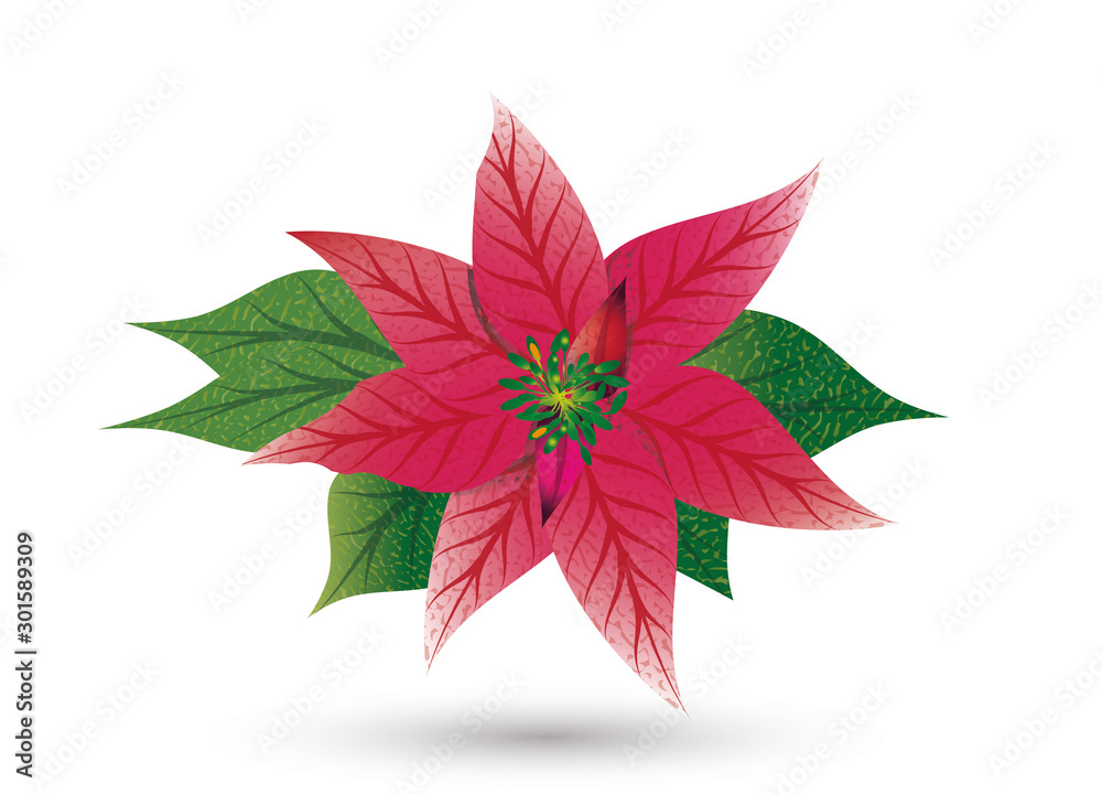 roter Weihnachtsstern eine Blüte mit Blätter roter Weihnachtsstern eine Blüte mit Blätter