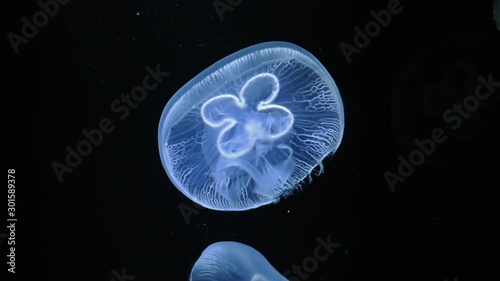 Close up of Jelly blubber jellyfish (Blue blubber jellyfish or Catostylus mosaicus) slow moving underwater on black background