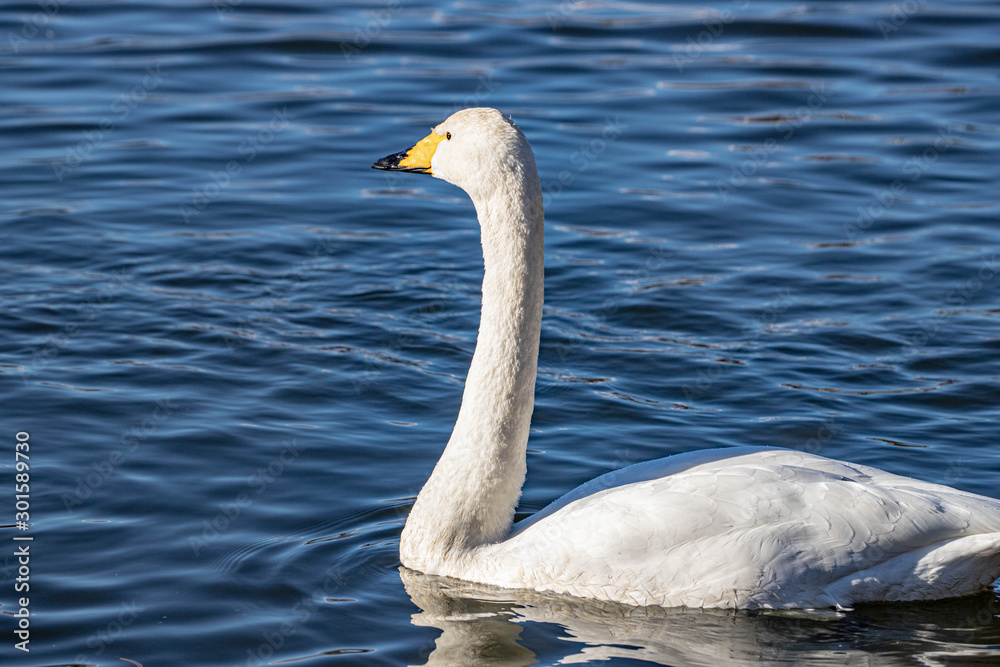 Obraz premium 白鳥