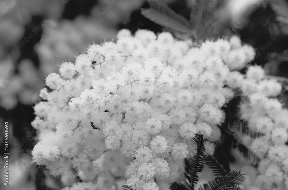 Naklejka premium Mimosa in bloom ( Acacia dealbata )