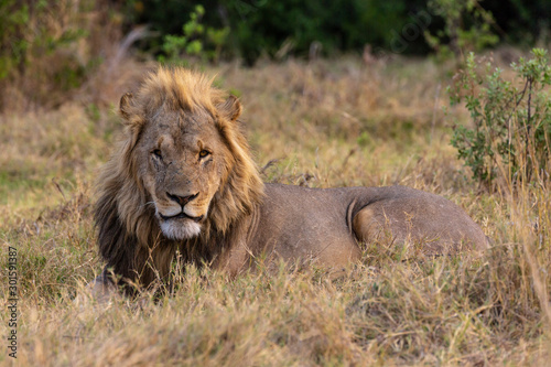 large scarred male lion lying in the grass