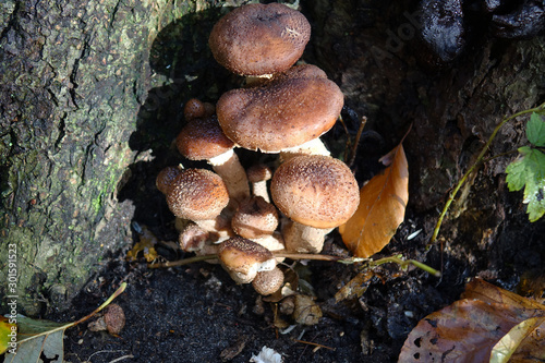 Netherlands; Brown Mushrooms on a tree