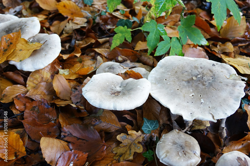 Netherlands; White Mushroom in the forest