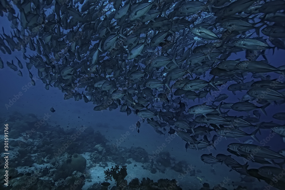Naklejka premium many Caranx underwater / large fish flock, underwater world, ocean ecological system