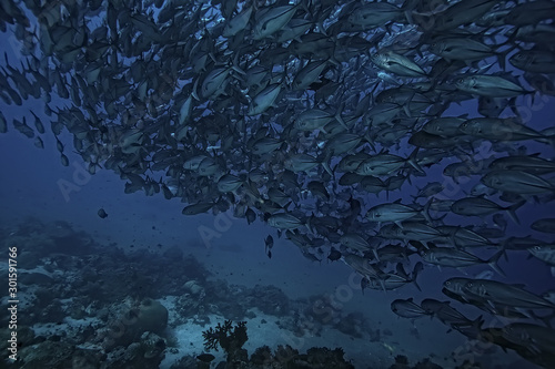 many Caranx underwater / large fish flock, underwater world, ocean ecological system © kichigin19