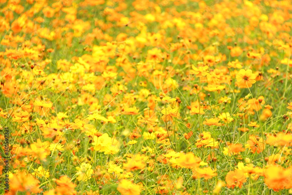 field of yellow flowers. Blossom in spring season.