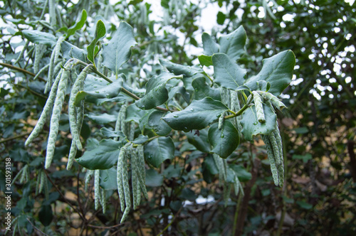 Wallpaper Mural plant Torontodigital.ca