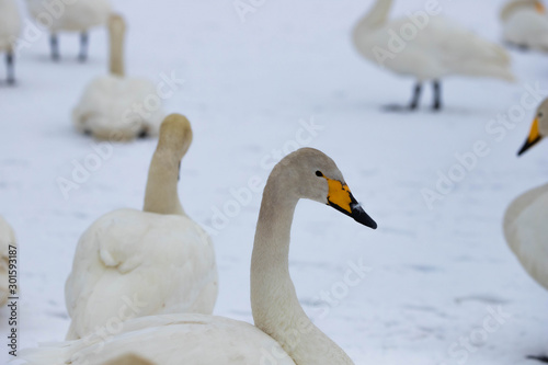 Fototapeta Naklejka Na Ścianę i Meble -  白鳥