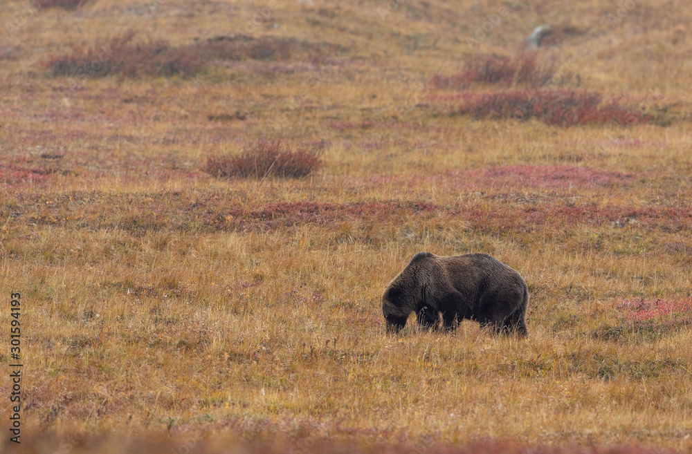 Grizzly Bear in Denali National Park Alaska in Autumn Grizzly Bear in Denali National Park Alaska in Autumn