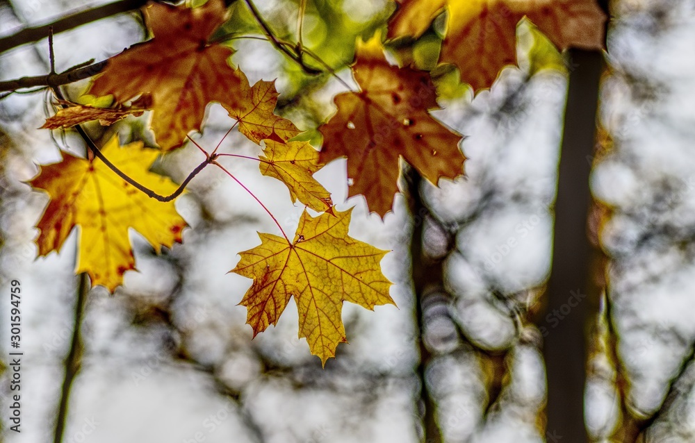 gelbe ahornblätter im herbst an zweigen mit verschwommenem hintergrund bokeh struktur gelbe ahornblätter im herbst an zweigen mit verschwommenem hintergrund bokeh struktur