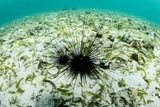 Black spiny urchins, Diadema sp., feed on algae in a seagrass meadow in Indonesia. These intimidating urchins are often found in disturbed areas where algae thrives.