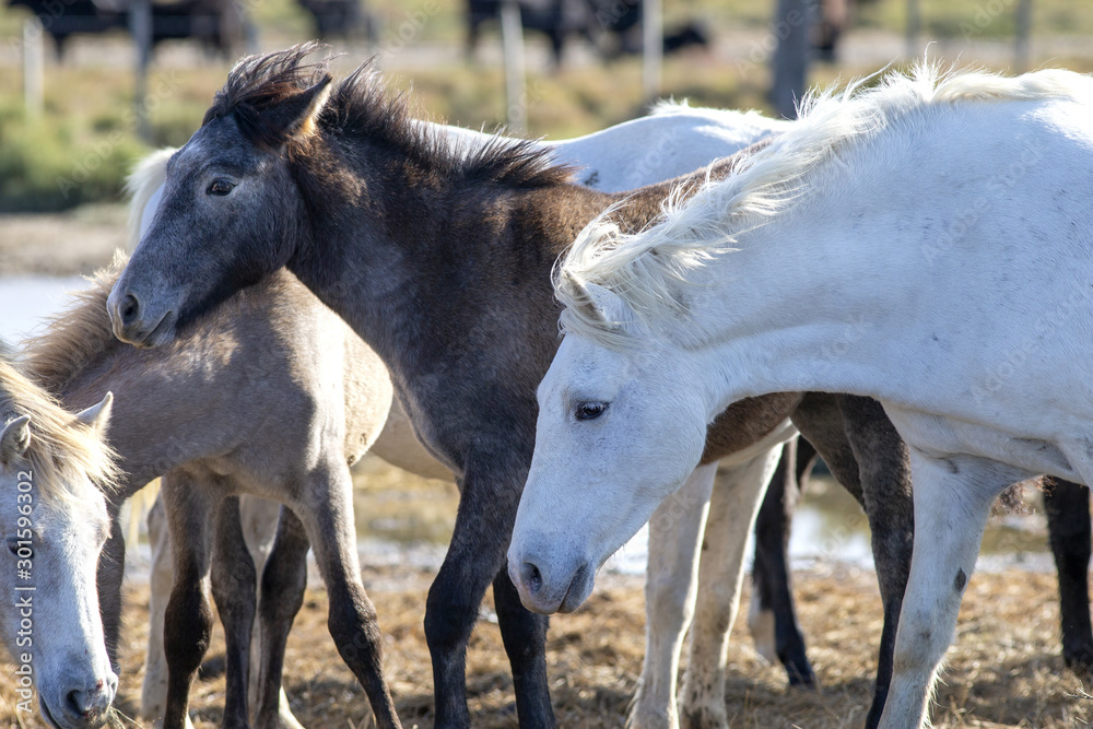 Obraz premium Herd of wild horses with mothers and foals in the Camargue in France