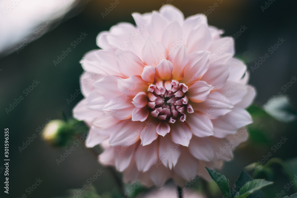Fototapeta premium flowers on a background