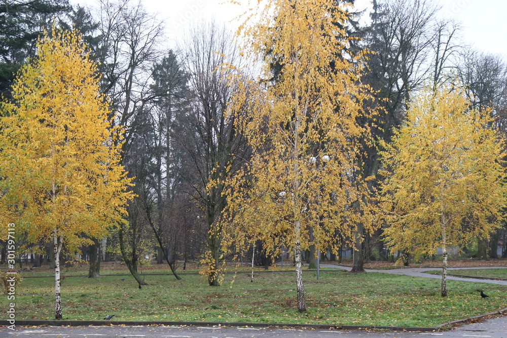 Naklejka premium Yellow birch leaves make the autumn landscape bright and beautiful