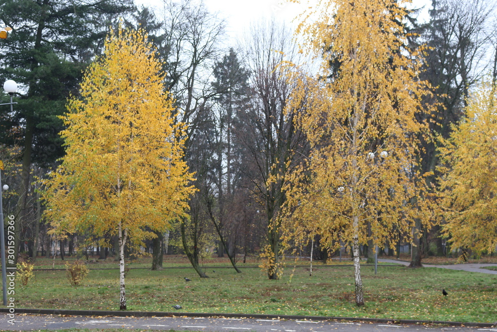 Yellow birch leaves make the autumn landscape bright and beautiful