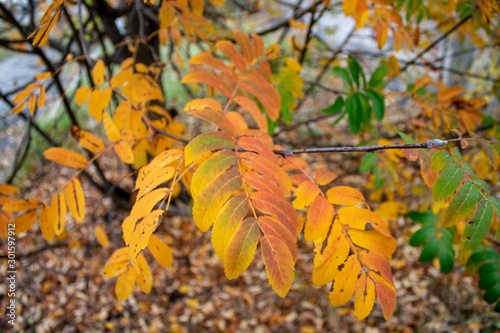 An excellent combination of yellow and green leaves of medicinal mountain ash in late autumn