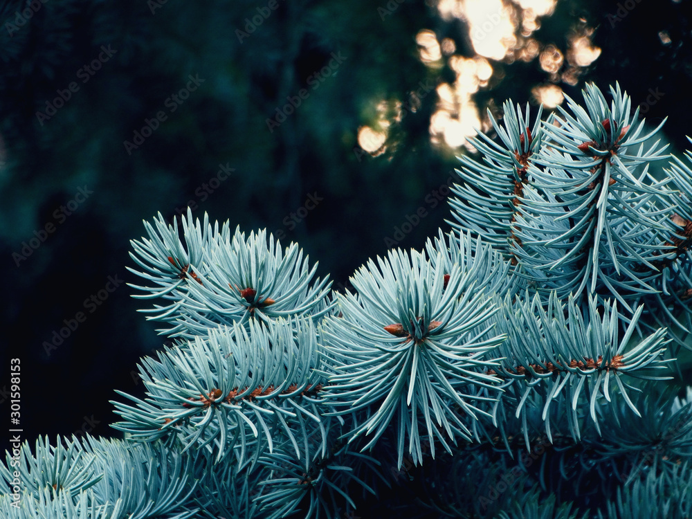 Spruce branches in the forest