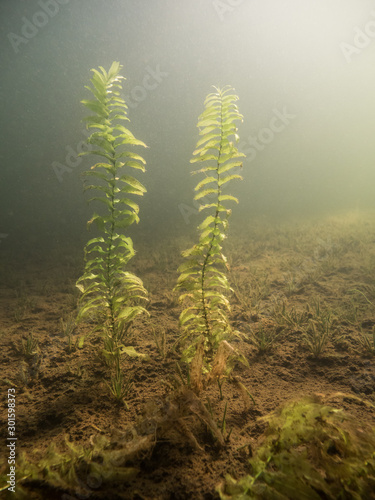 Worn out and decomposing sprouts of claspingleaf pondweed in late summer. photo