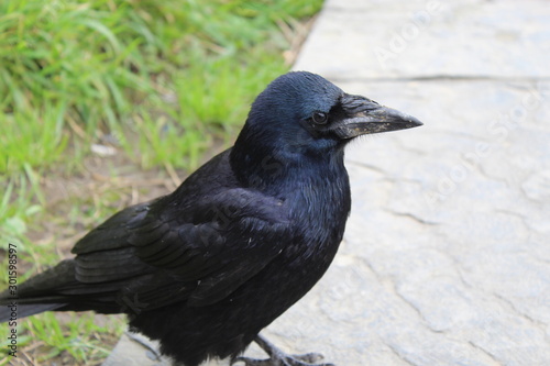 curious raven in hope of food