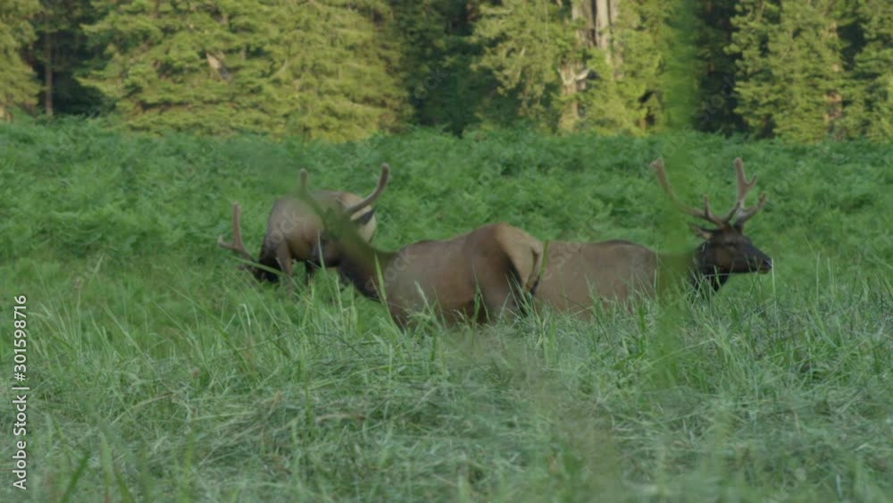 Family of Elk Grazing in a Grassy Forest Landscape. Slow Motion Handheld with Slight Movement Family of Elk Grazing in a Grassy Forest Landscape. Slow Motion Handheld with Slight Movement