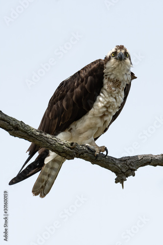 A female Osprey perched against a white sky.