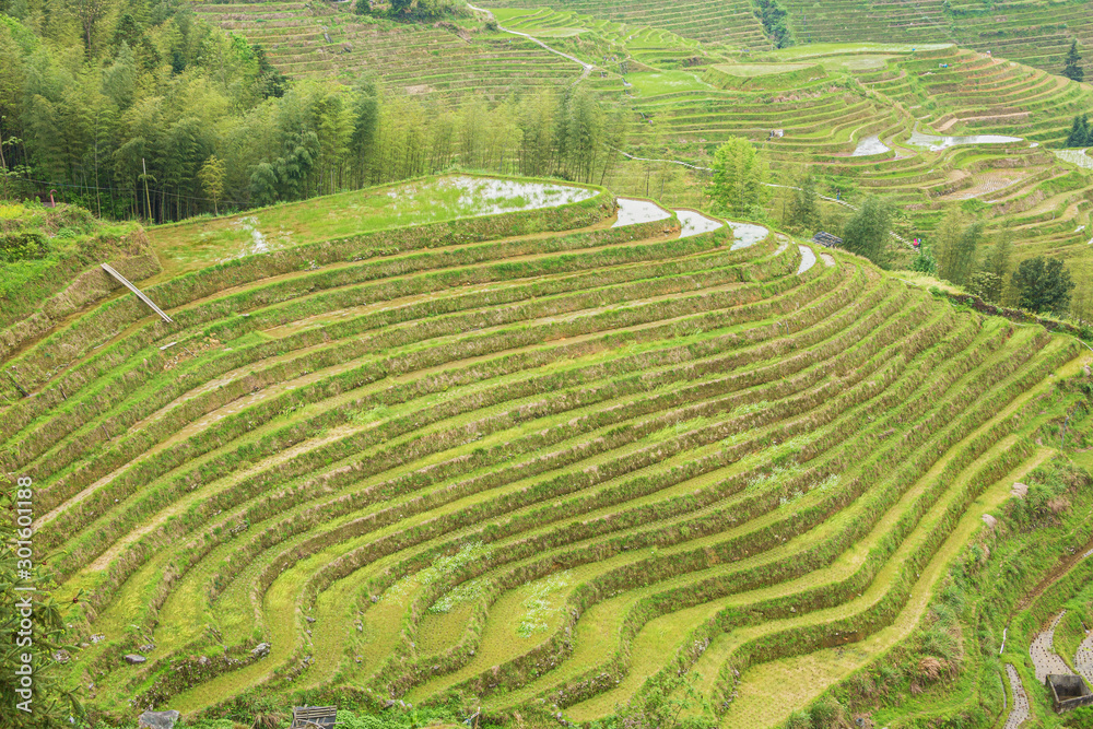 Green colored rice terraces at Ping'ancun village in the Longsheng area near Guilin