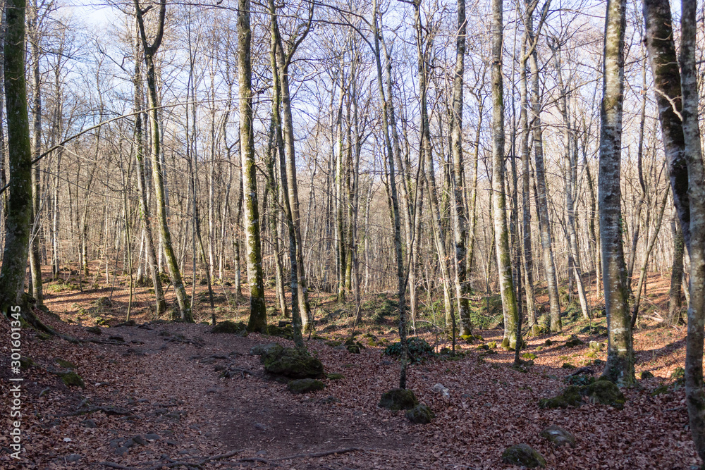 Tall trees with leaves laid path in the woods Tall trees with leaves laid path in the woods