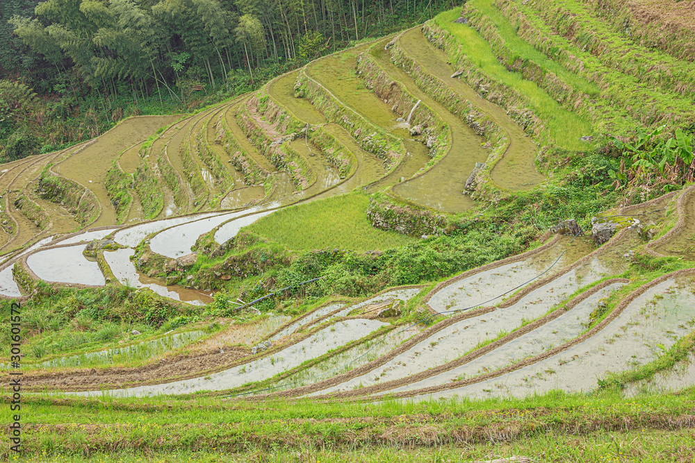 Close up of rice terraces next to a forest at Ping'ancun village in the Longsheng area near Guilin