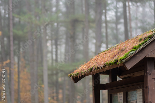 Photos trailhead in foggy pine forest
