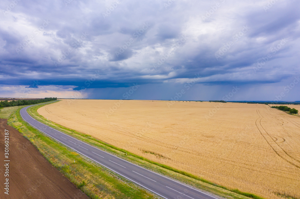 Asphalt road through the field and panorama of a wheat field, wheat crop in Russia, thunderclouds over the crop. Combine harvester harvests wheat in the field Asphalt road through the field and panorama of a wheat field, wheat crop in Russia, thunderclouds over the crop. Combine harvester harvests wheat in the field