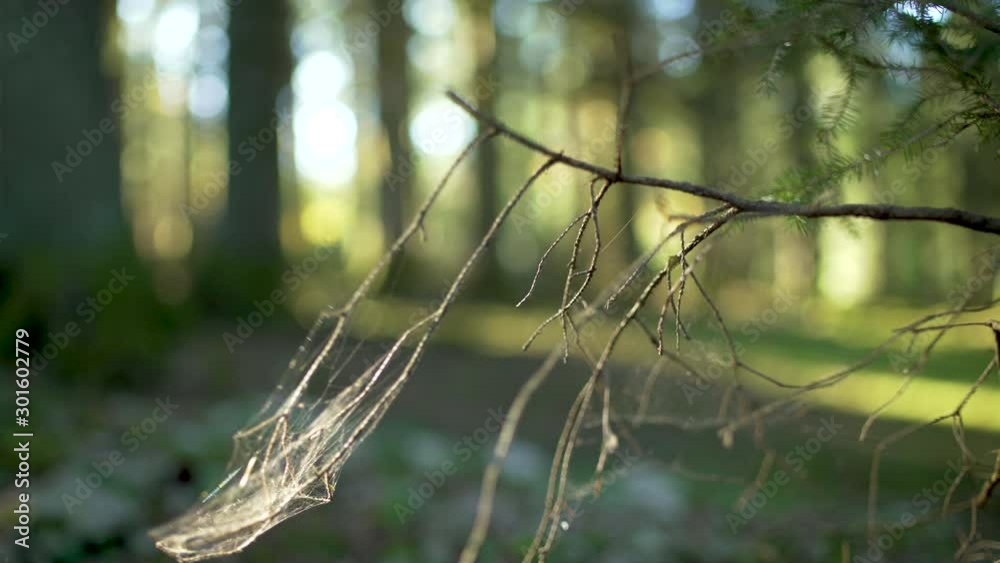 Bokeh nature branche d'arbre en foret, belle lumière
