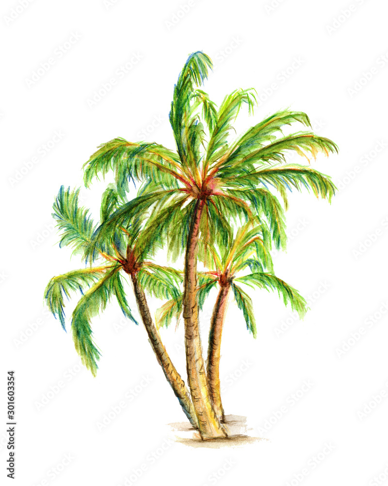 Obraz premium Palm trees. Three Palm trees. design element. Watercolor hand drawn illustrations isolated on a white background
