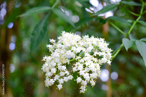 White bouquet in botnical gareden. photo