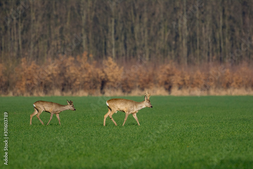 Fototapeta Naklejka Na Ścianę i Meble -  Beautiful deer on green grass