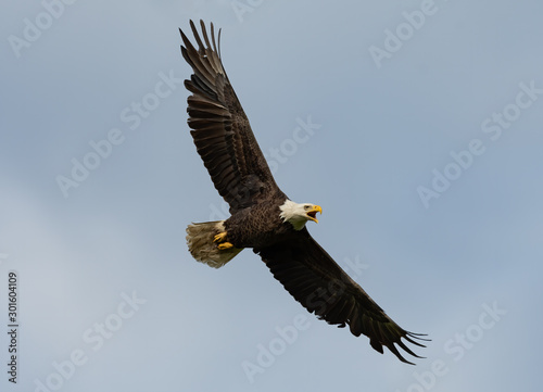 An American Bald Eagle in flight.