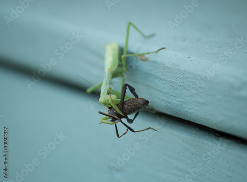 A praying mantis eating a large black insect.