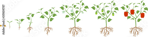Life cycle of pepper plant. Growth stages from seed to flowering and fruiting plant with ripe red peppers isolated on white background