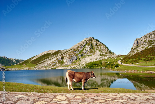 Enol lake. Covagonga, Asturias, Spain