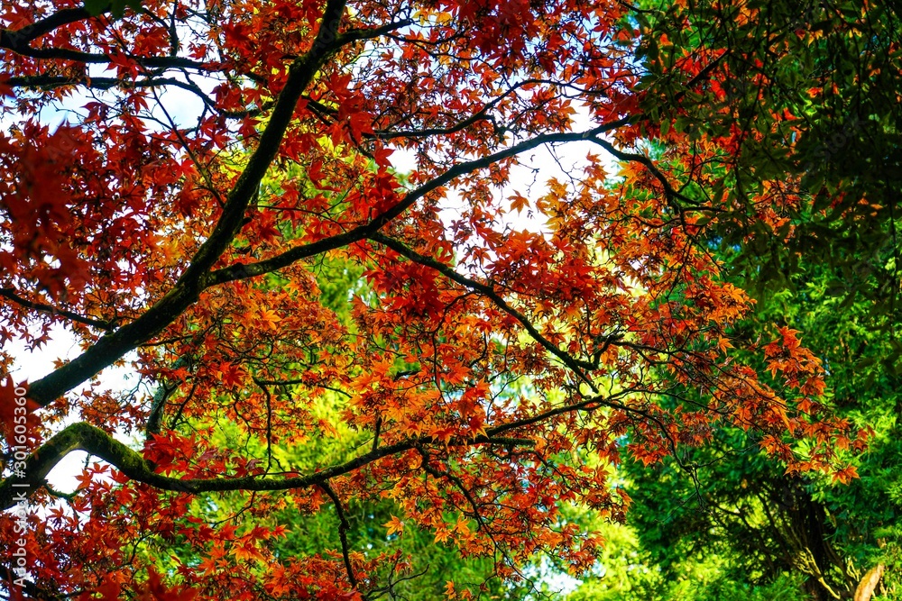 autumn leaves autumn leaves